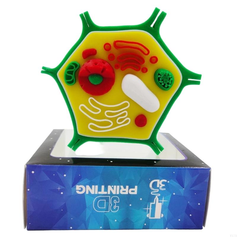 Medical Lab Study - แบบจำลองทางกายวิภาคของเซลล์พืชสัตว์มืออาชีพสำหรับการเรียนรู้ในห้องเรียนและการศึกษาในห้องปฏิบัติการวิทยาศาสตร์ชีววิทยา