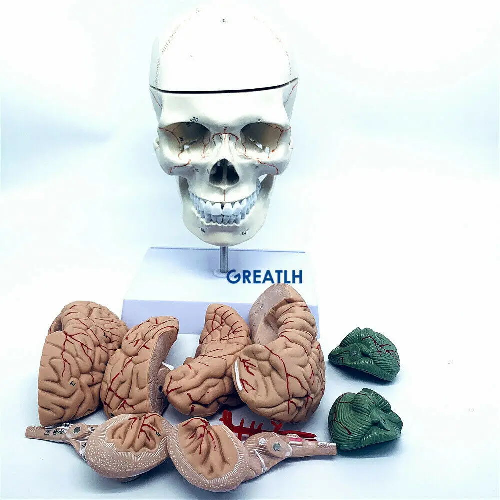 Medical Lab Study - Greatlh โมเดลสมองกายวิภาคโมเดลกะโหลกศีรษะมนุษย์ศึกษาทางการแพทย์การเรียนการสอนในห้องปฏิบัติการโมเดลการแสดงผล