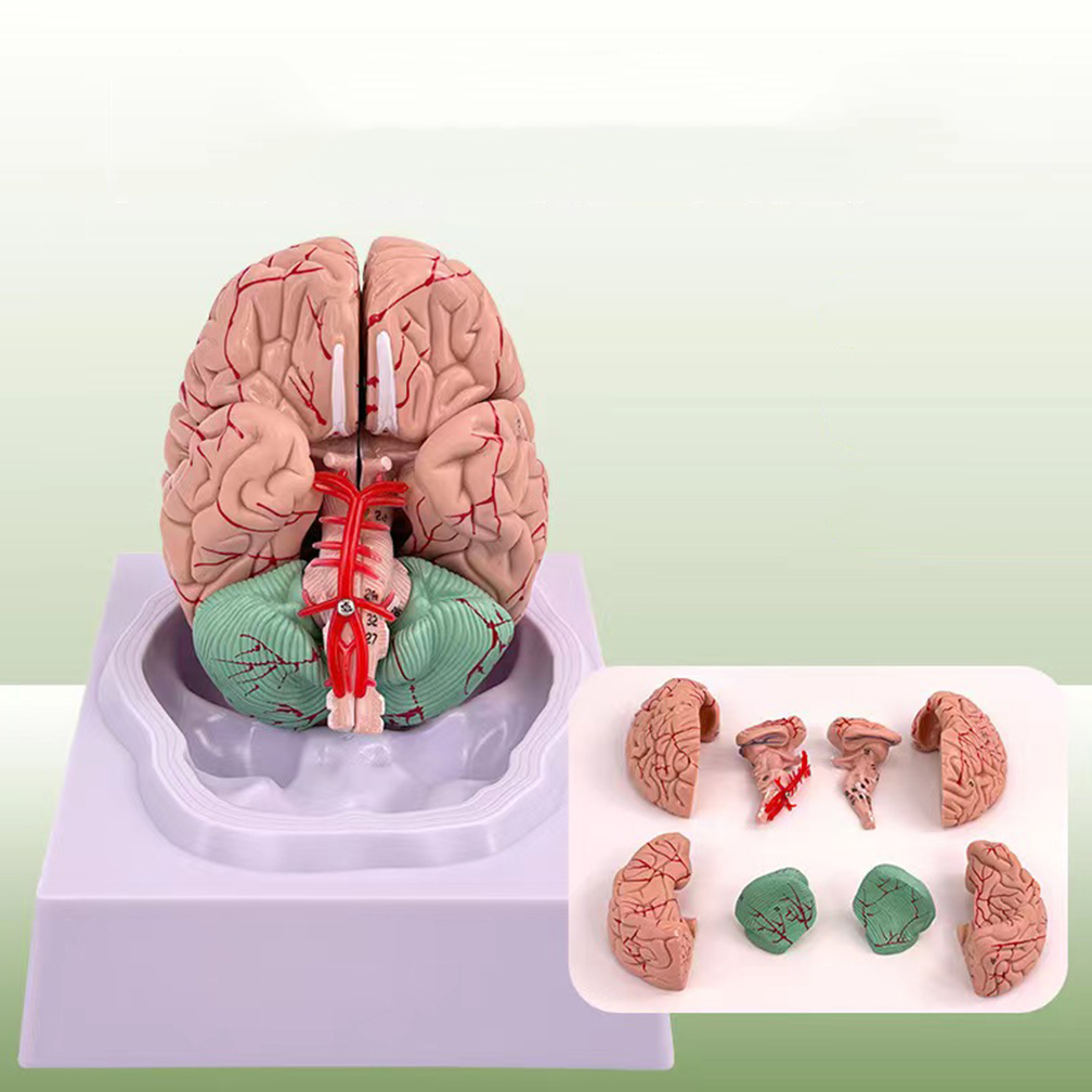 Medical Lab Study - ขนาดชีวิตมนุษย์คนพื้นที่การทำงานของสมองแบบจำลองกายวิภาคศาสตร์สำหรับวิทยาศาสตร์ห้องเรียนการศึกษาประติมากรรมการเรียนการสอนห้องปฏิบัติการของโรงเรียน