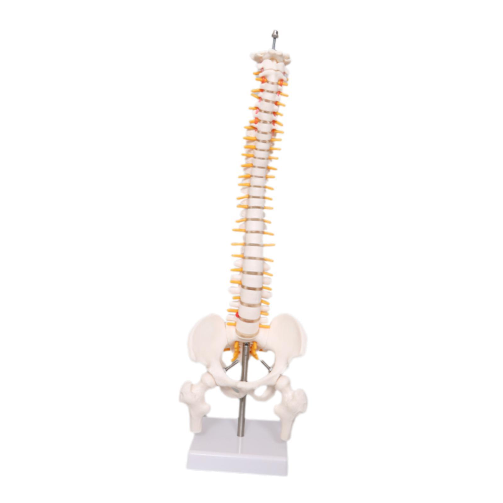 โมเดลกระดูกสันหลัง อุปกรณ์การเ - Medical Lab Study บทวิจารณ์และราคา