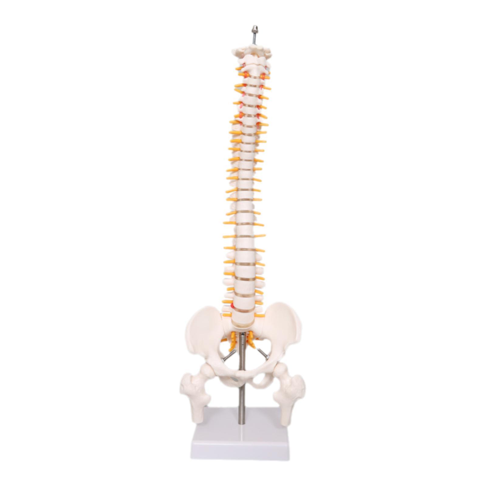 แบบจำลองกระดูกสันหลังมนุษย์ ขน - Medical Lab Study บทวิจารณ์และราคา