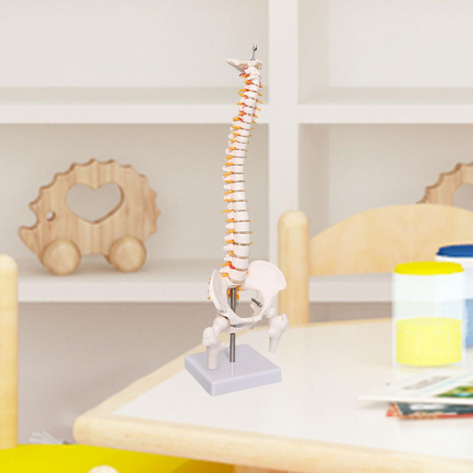 แบบจำลองกระดูกสันหลังมนุษย์ ขน - Medical Lab Study บทวิจารณ์และราคา