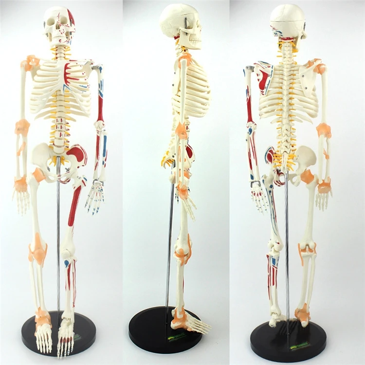 【สินค้าขายดี】โครงกระดูกมนุษย์จ - Medical Lab Upgrade บทวิจารณ์และราคา
