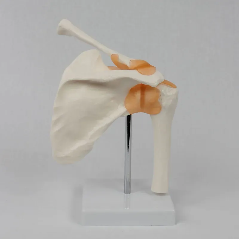 แบบจำลองข้อต่อไหล่พร้อมเอ็นสำห - Medical Lab Study บทวิจารณ์และราคา
