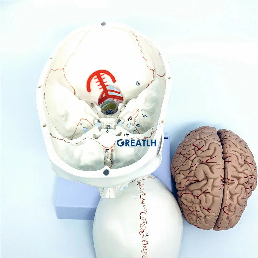 Greatlh โมเดลสมองกายวิภาคโมเดล - Medical Lab Study บทวิจารณ์และราคา
