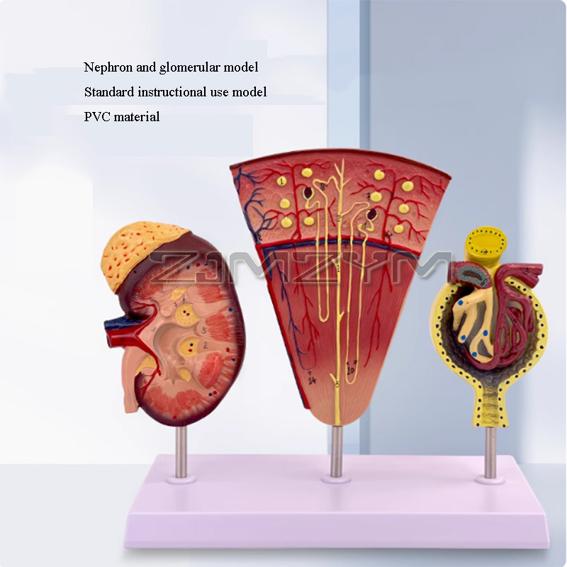 Glomerulus แบบจำลองไตแบบจำลองท - Medical Lab Study บทวิจารณ์และราคา