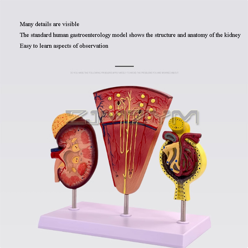 Glomerulus แบบจำลองไตแบบจำลองท - Medical Lab Study บทวิจารณ์และราคา