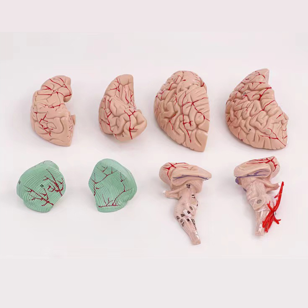 ขนาดชีวิตมนุษย์คนพื้นที่การทำง - Medical Lab Study บทวิจารณ์และราคา
