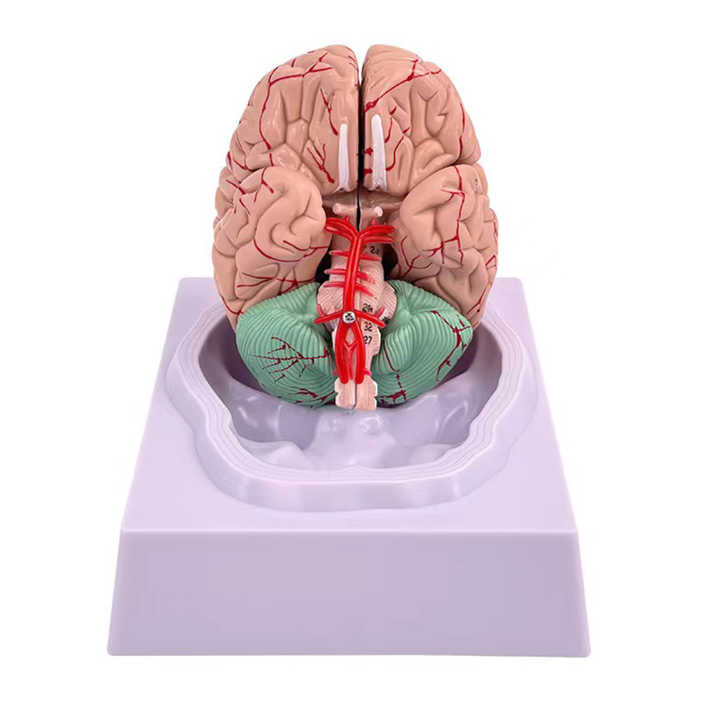 ขนาดชีวิตมนุษย์คนพื้นที่การทำง - Medical Lab Study บทวิจารณ์และราคา
