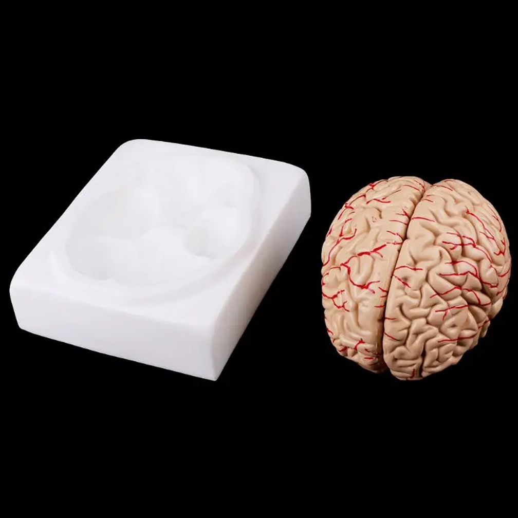 ขนาดชีวิตมนุษย์คนพื้นที่การทำง - Medical Lab Study บทวิจารณ์และราคา